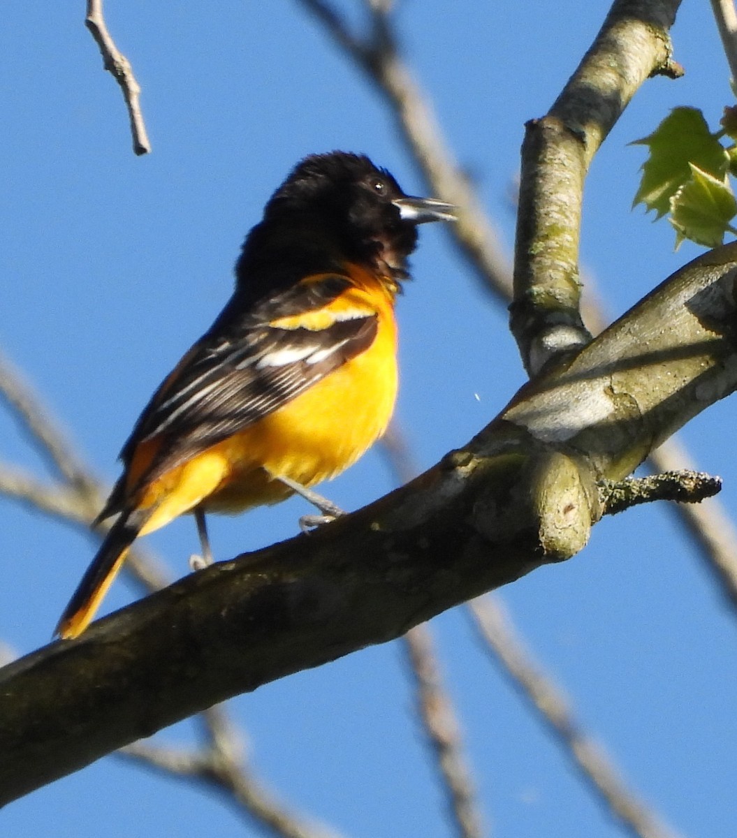 Baltimore Oriole - Shirley Andrews