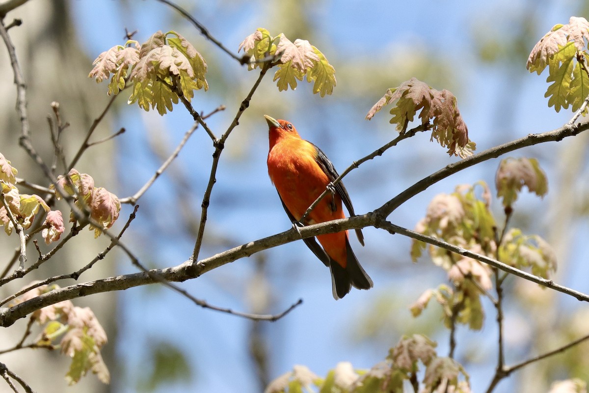 Scarlet Tanager - Fred Grenier
