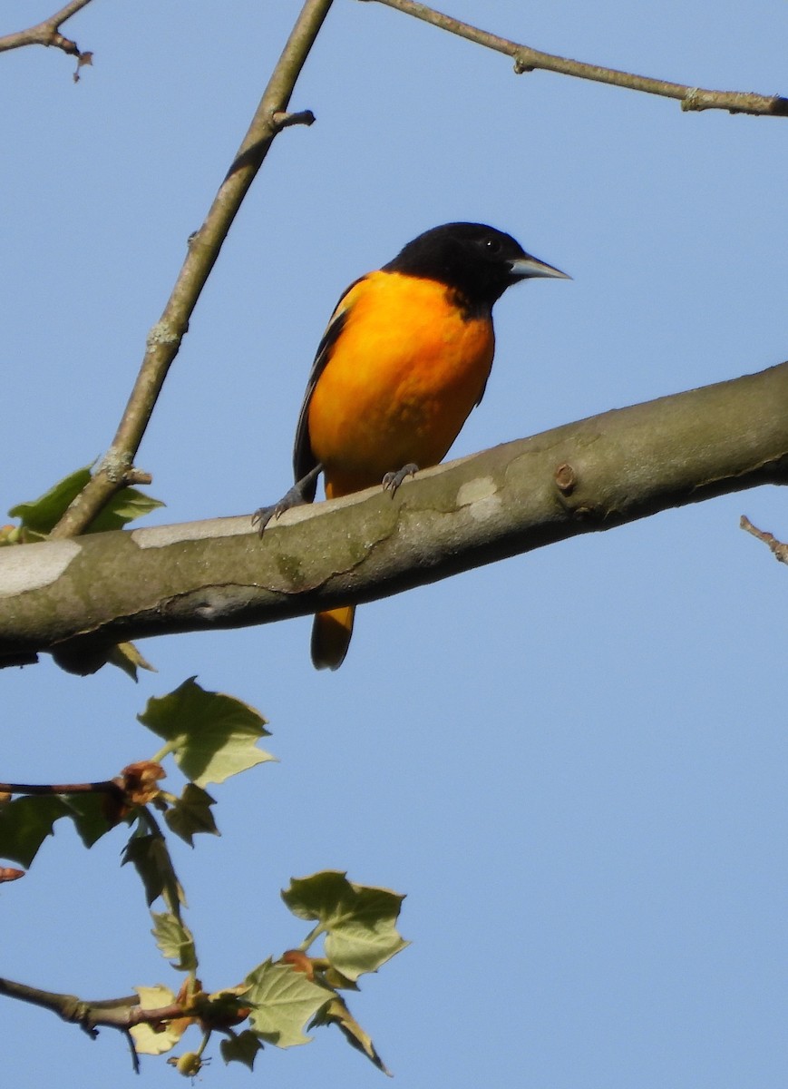 Baltimore Oriole - Shirley Andrews