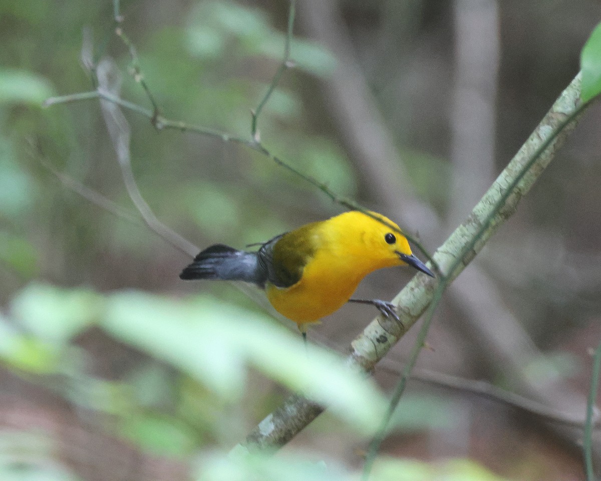 Prothonotary Warbler - ML618922722