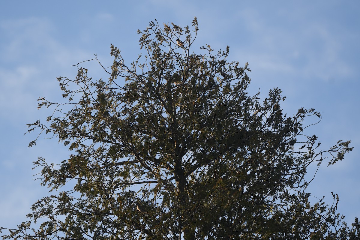 Eurasian Tree Sparrow - ML618922755