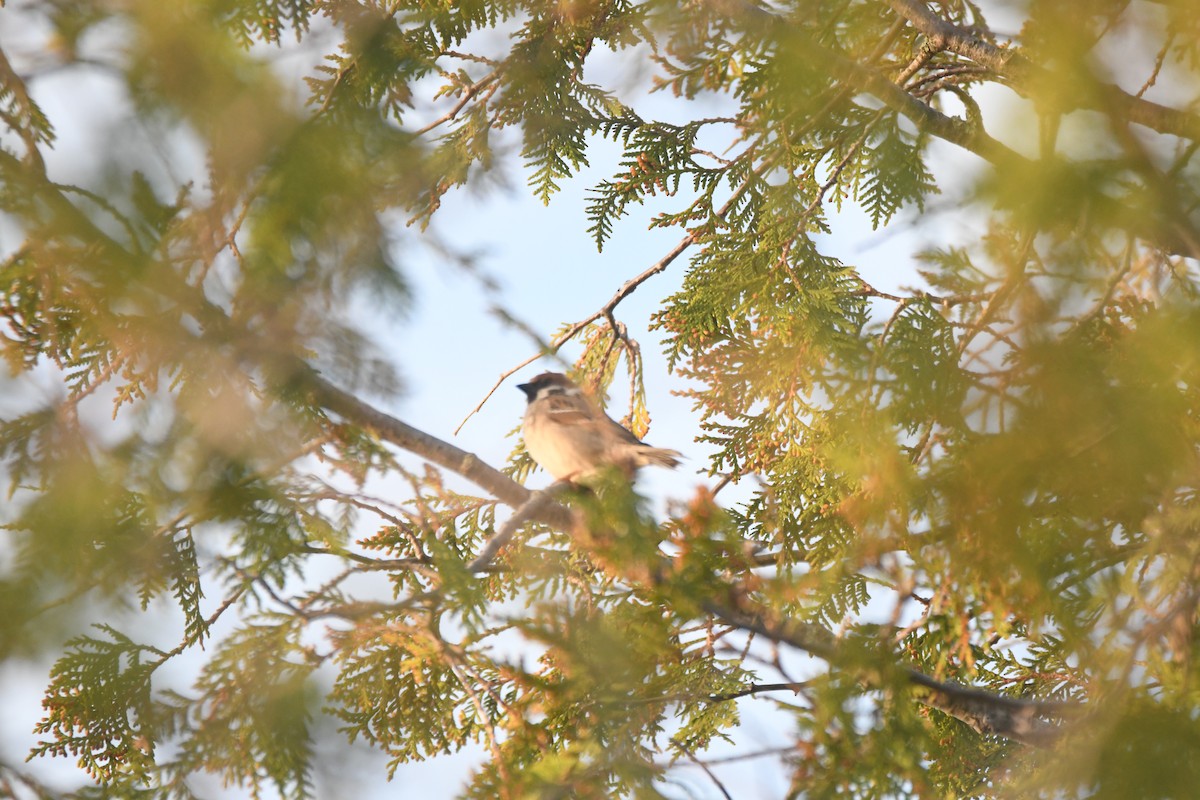 Eurasian Tree Sparrow - ML618922756
