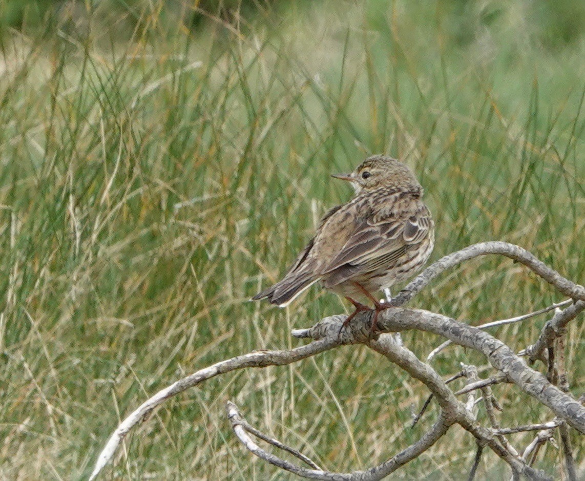 Meadow Pipit - ML618922801