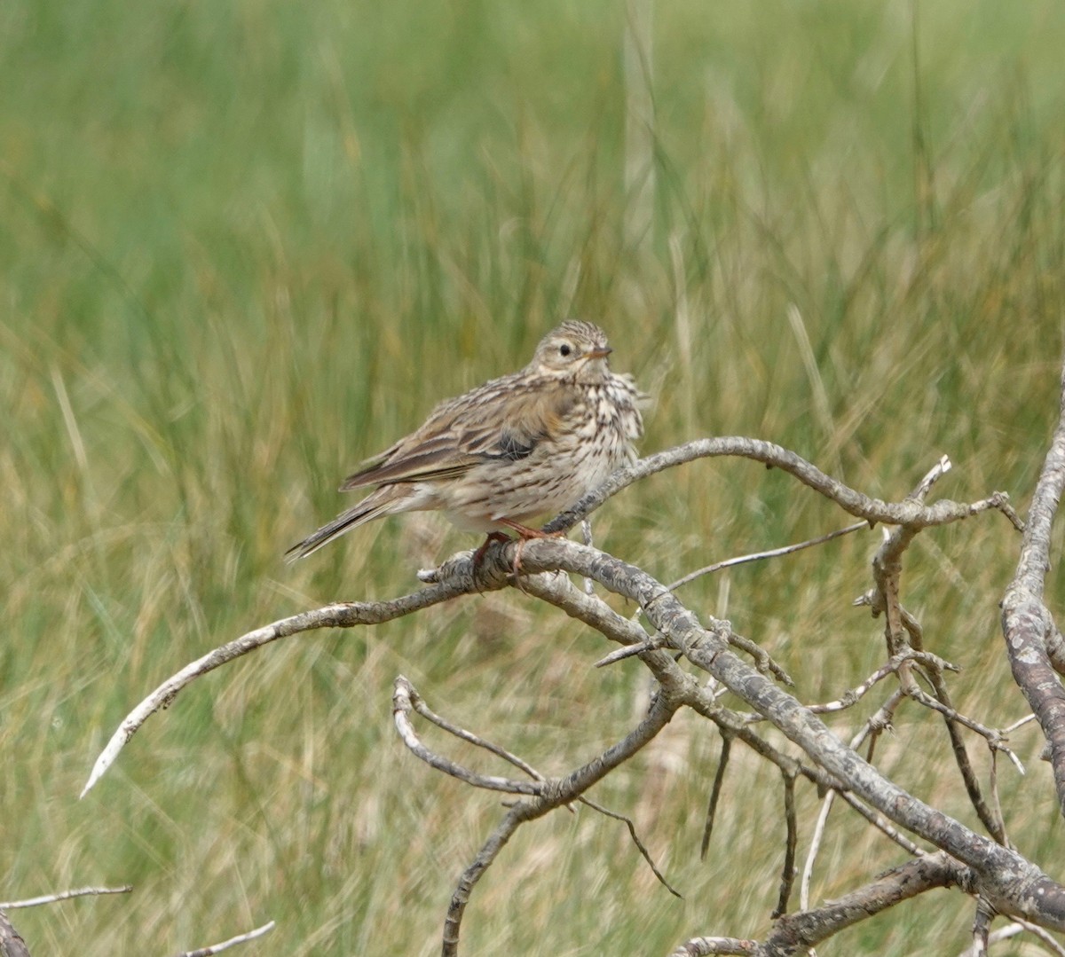 Meadow Pipit - ML618922803