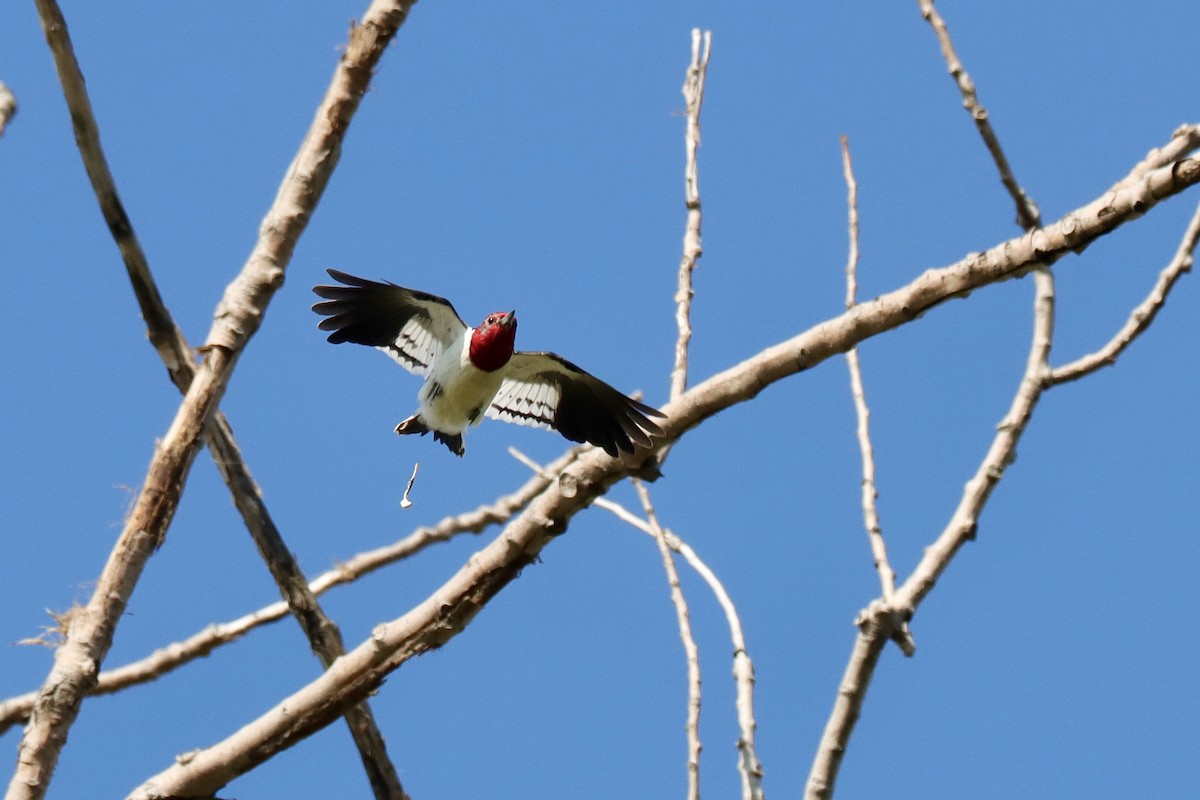 Red-headed Woodpecker - ML618922810