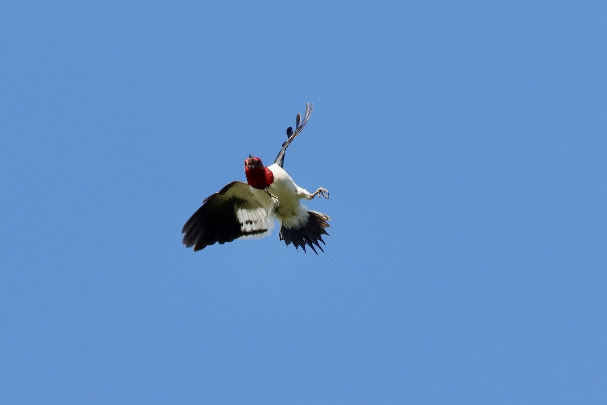 Red-headed Woodpecker - ML618922811