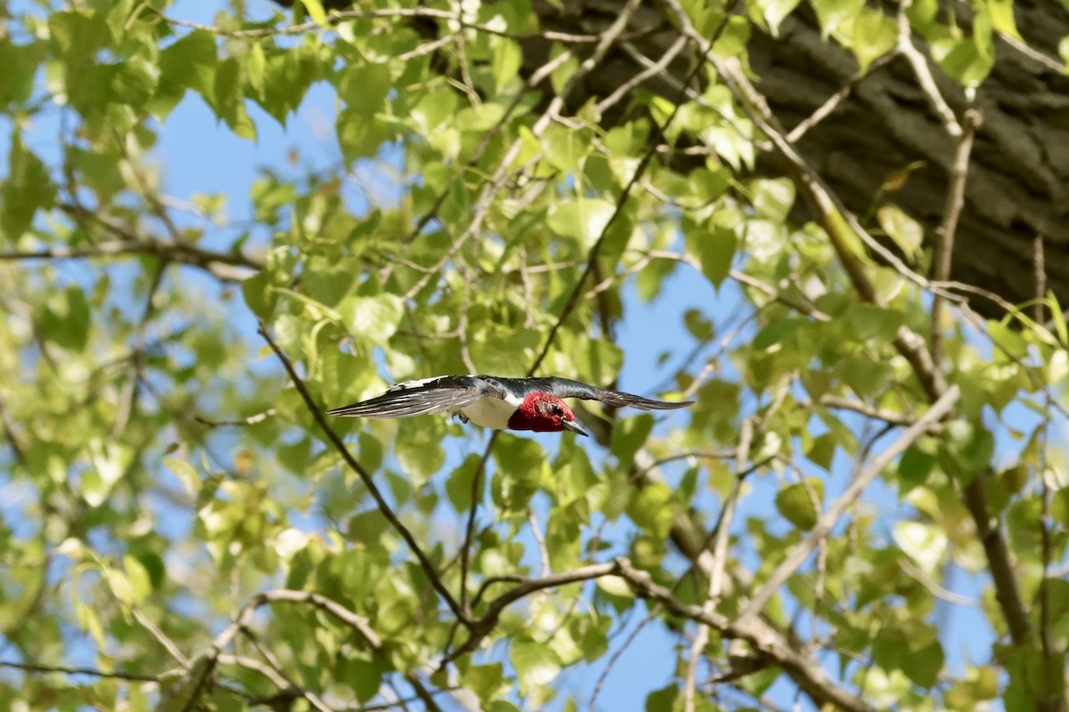 Red-headed Woodpecker - ML618922812