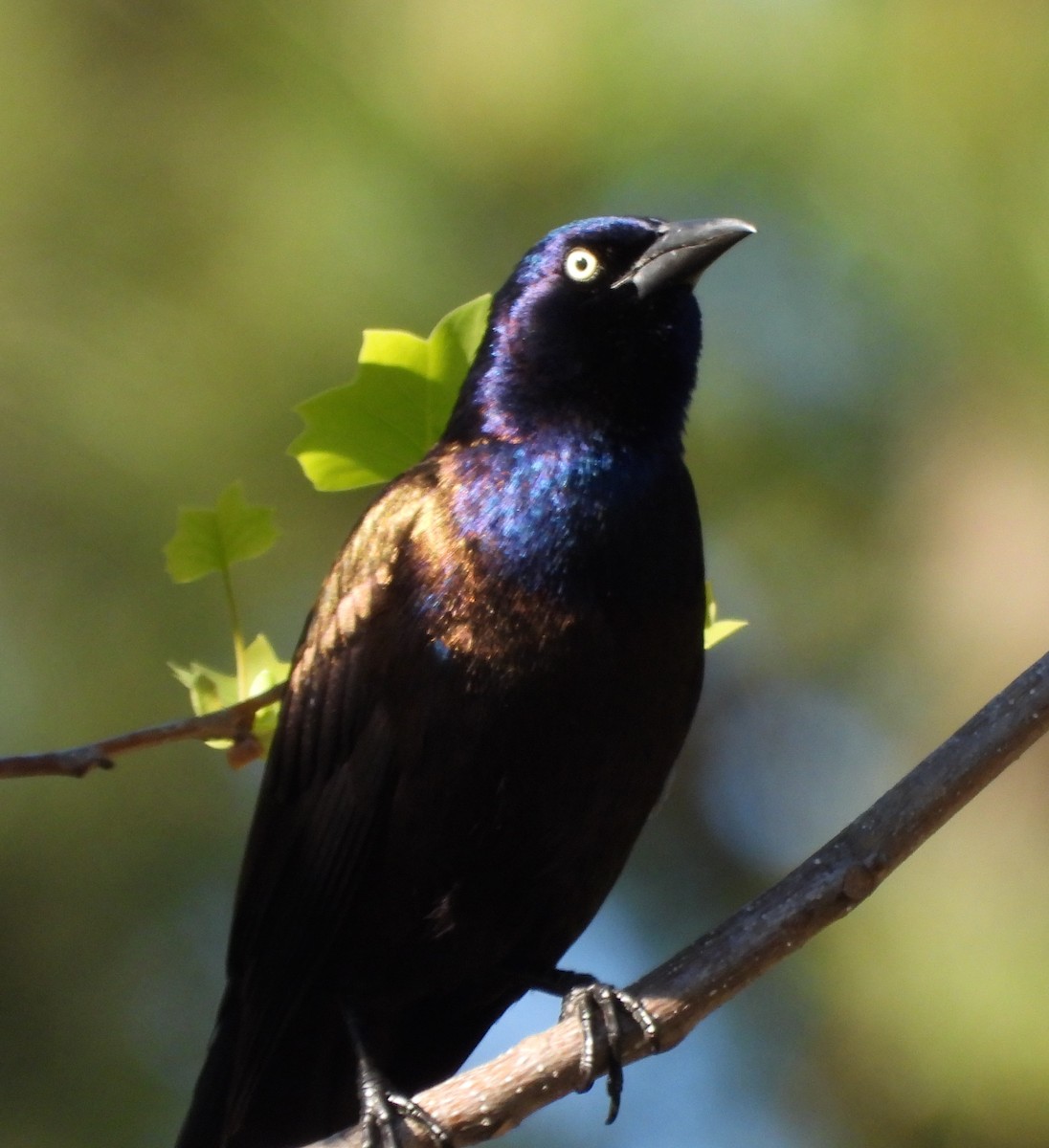 Common Grackle - Shirley Andrews