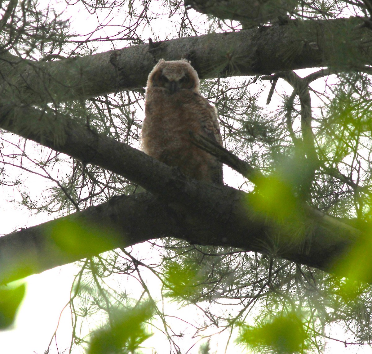 Great Horned Owl - ML618922864