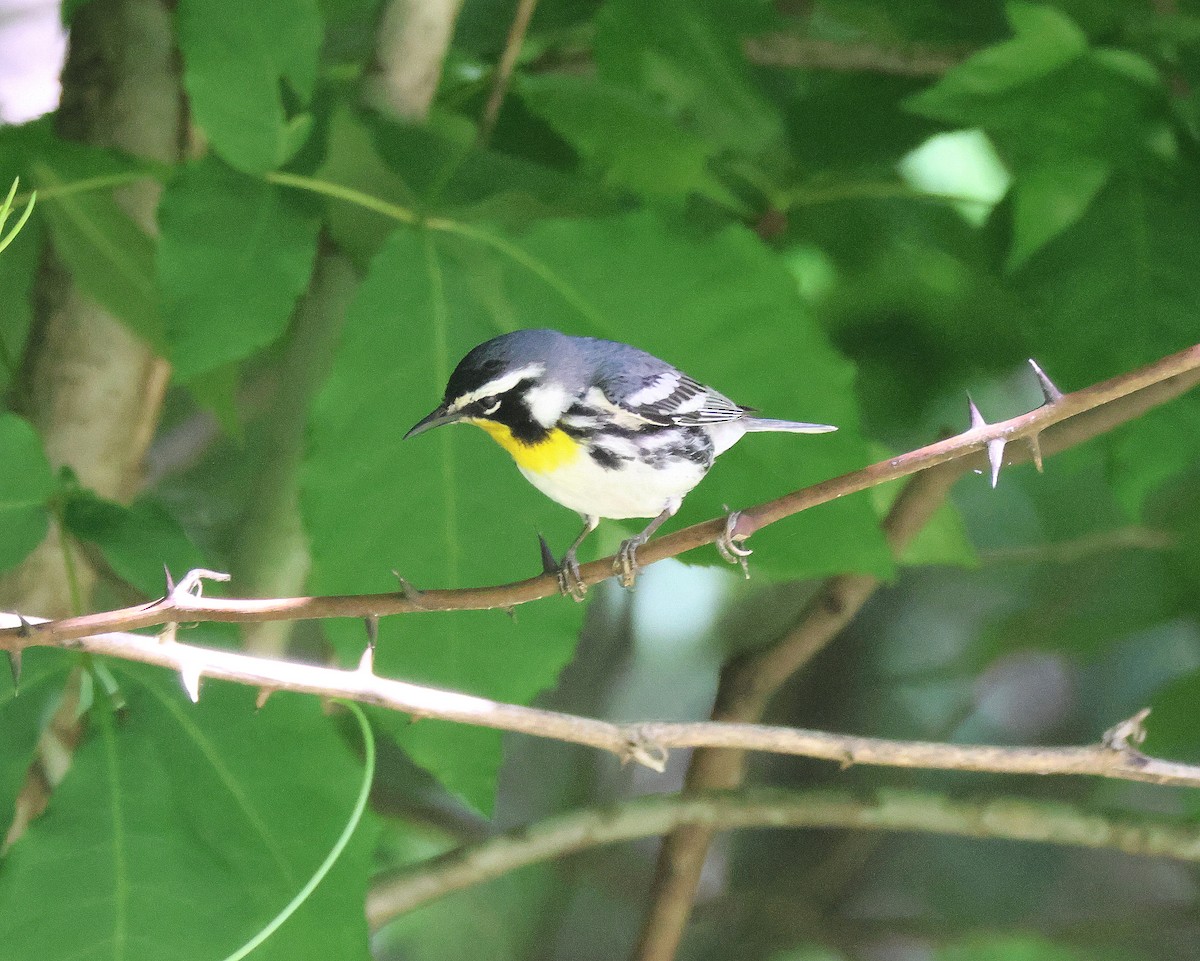 Yellow-throated Warbler - ML618922897