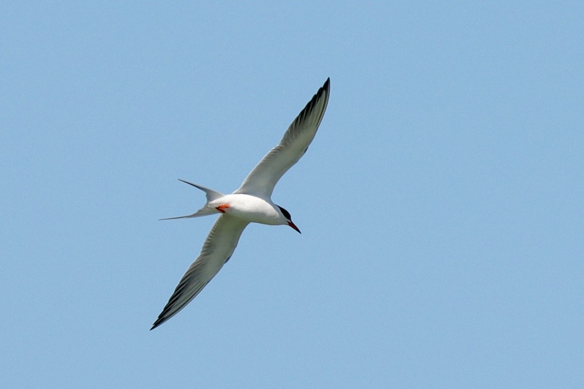 Common Tern - ML618922955