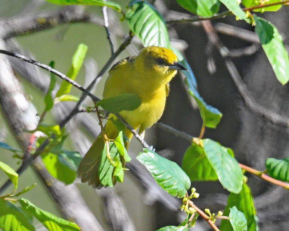 Orchard Oriole - ML618922979