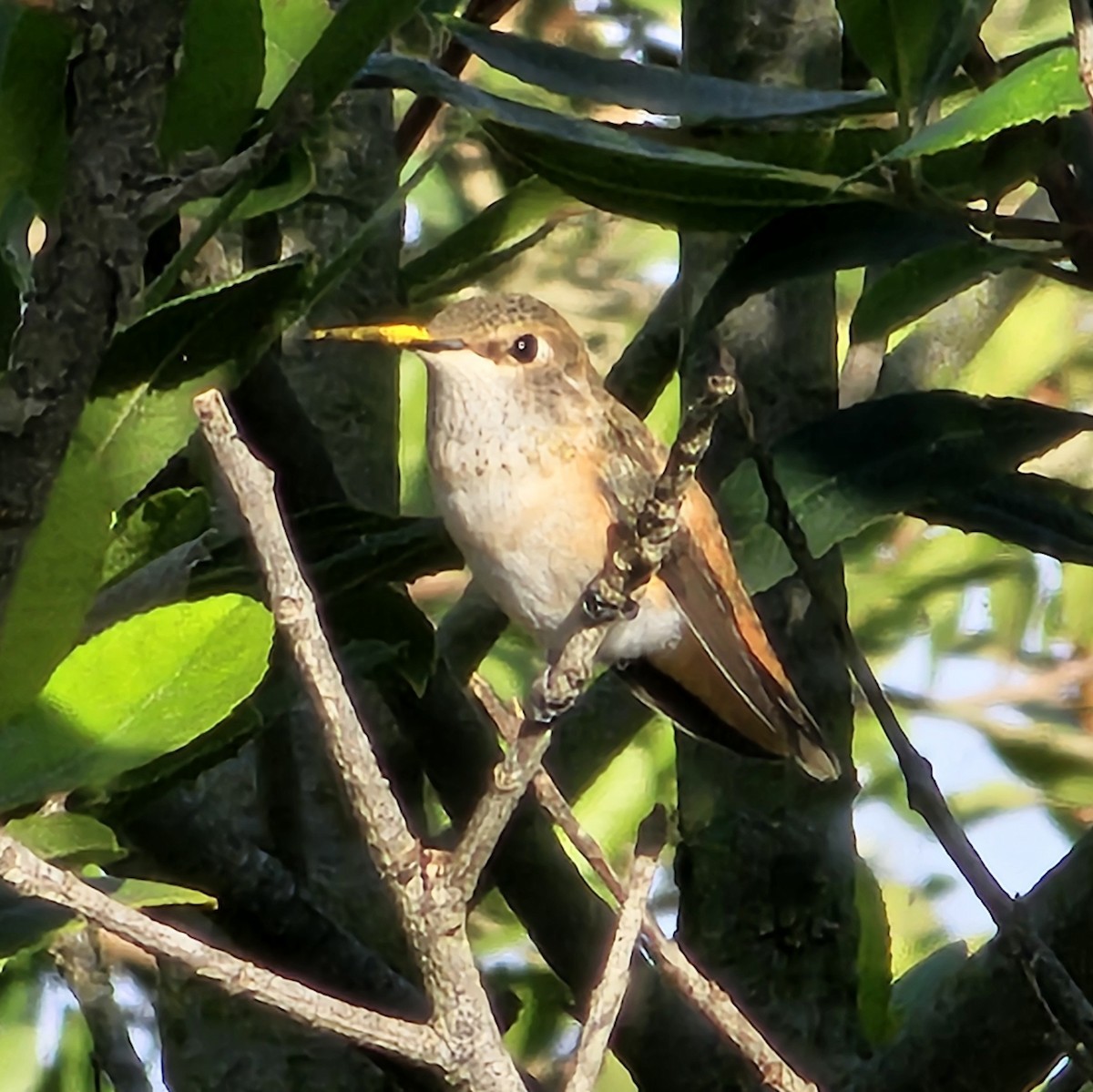 Allen's Hummingbird - ML618922994
