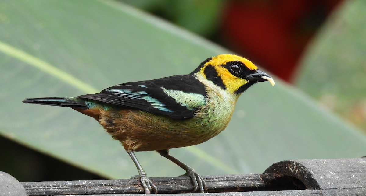 Flame-faced Tanager - ML618923017