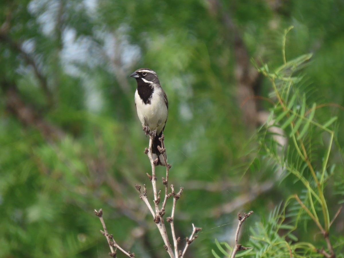 Black-throated Sparrow - Kenneth Bader