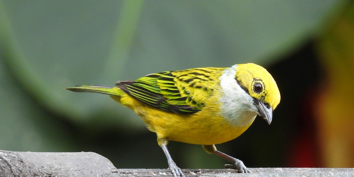Silver-throated Tanager - Carmen  Andrade