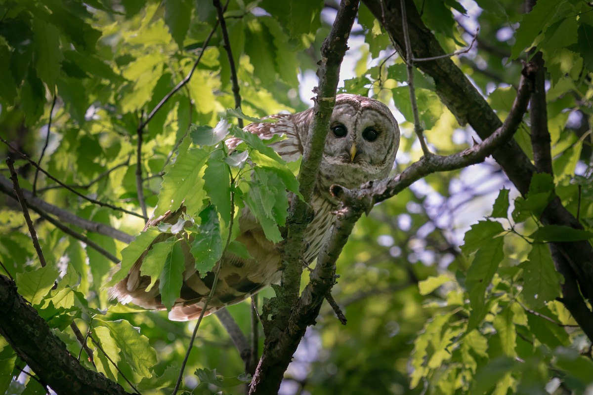 Barred Owl - Rick Wilhoit
