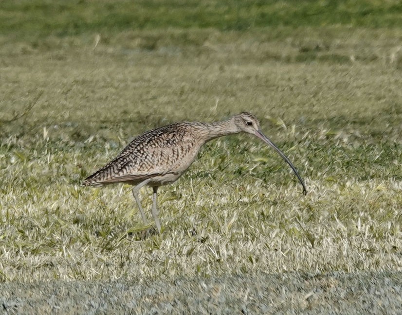 Long-billed Curlew - Cathy Beck