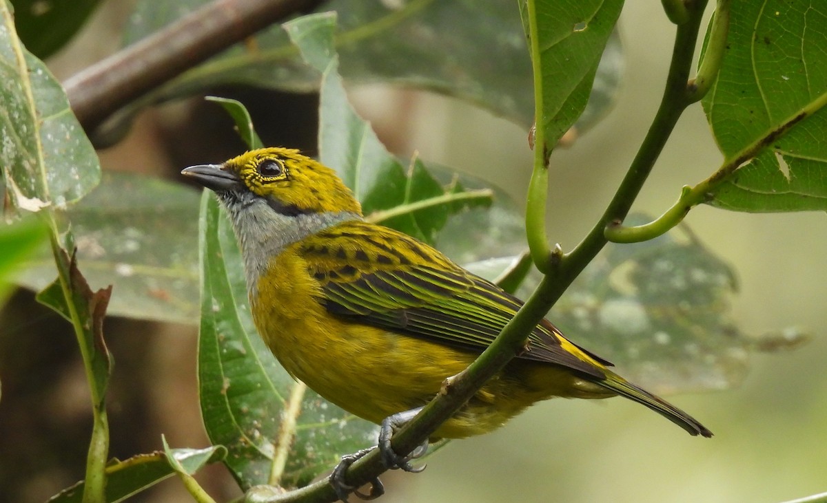 Silver-throated Tanager - ML618923113