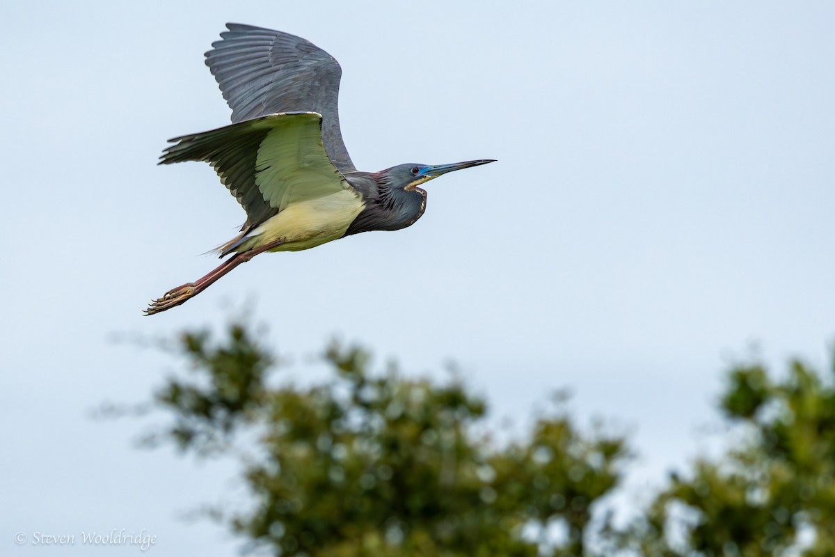 Tricolored Heron - Caitlin Wooldridge