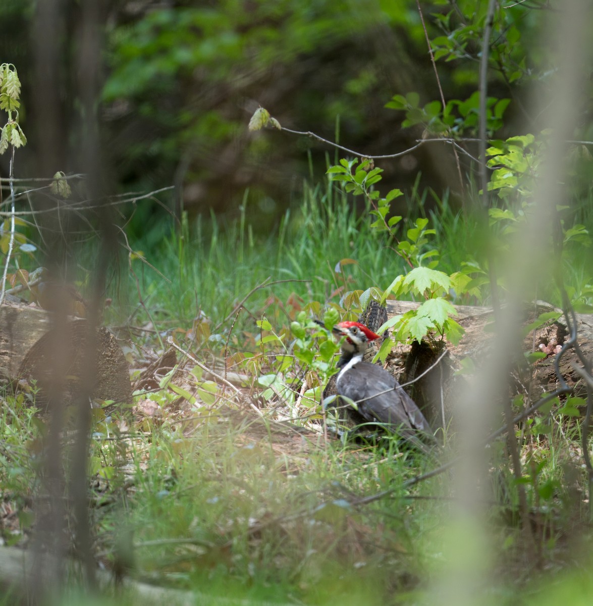 Pileated Woodpecker - ML618923181