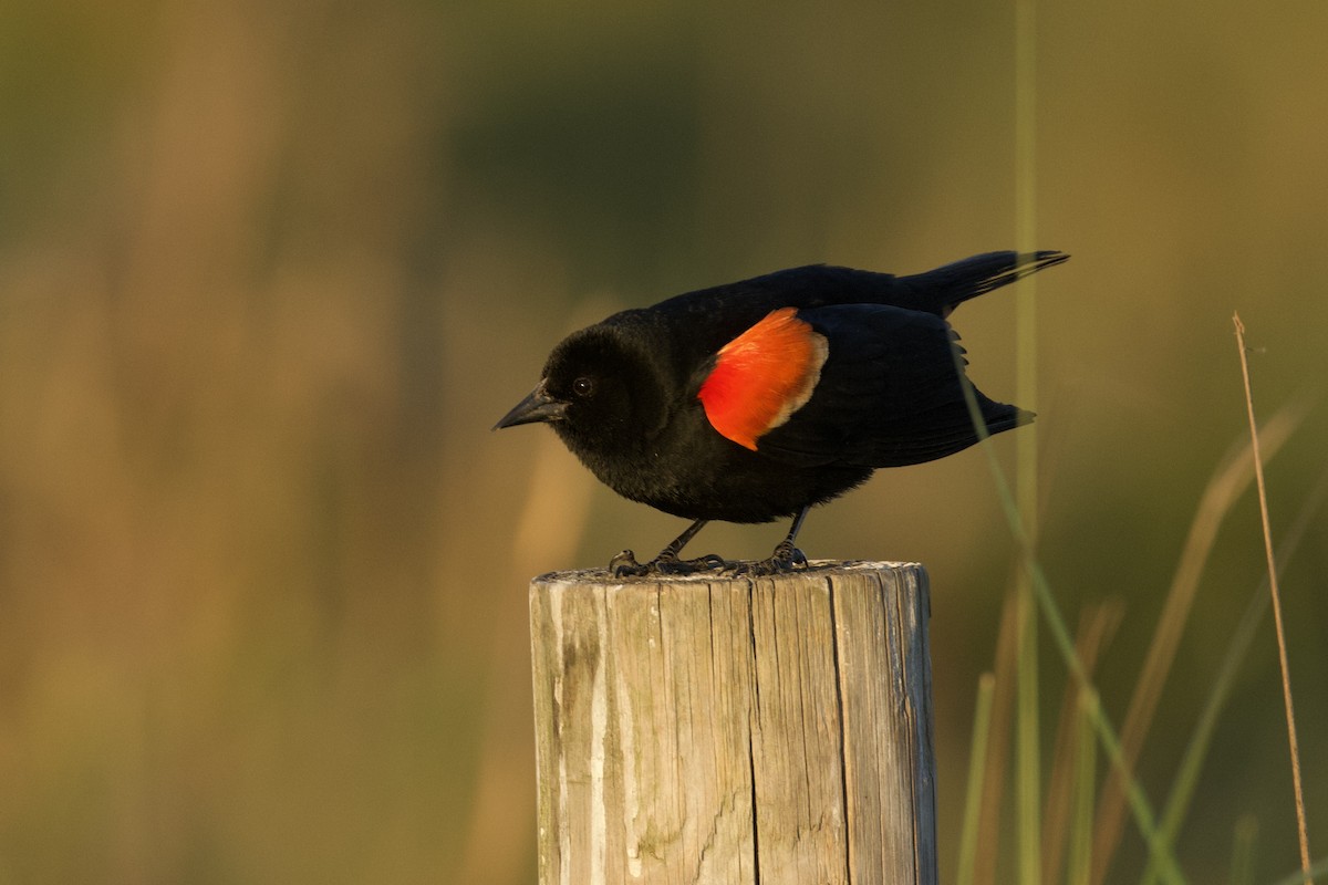 Red-winged Blackbird - ML618923211