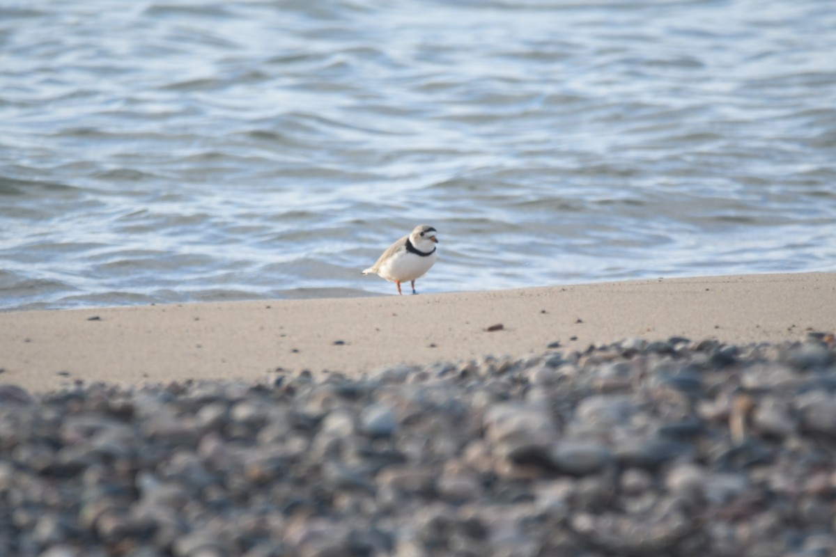 Piping Plover - Ryne Rutherford