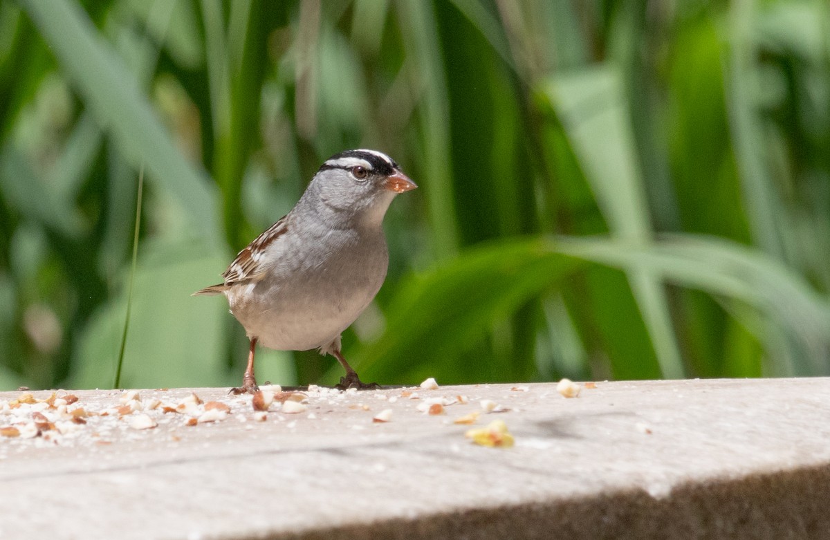 White-crowned Sparrow (leucophrys) - MCHL ____