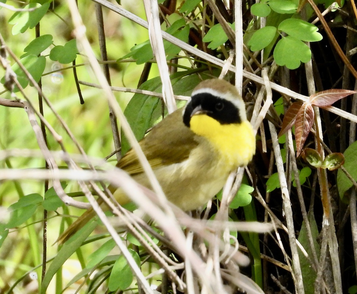 Common Yellowthroat - Donna VanHorn