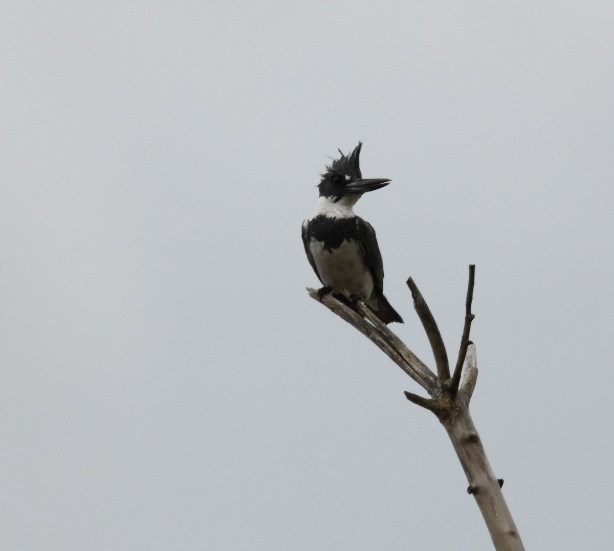 Belted Kingfisher - ML618923385