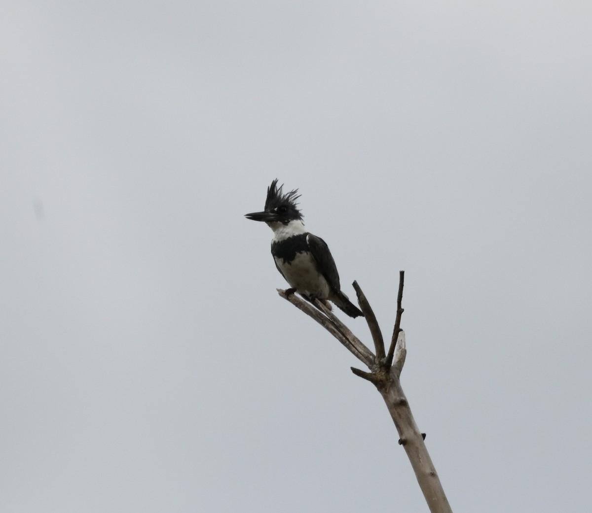 Belted Kingfisher - FELIX-MARIE AFFA'A