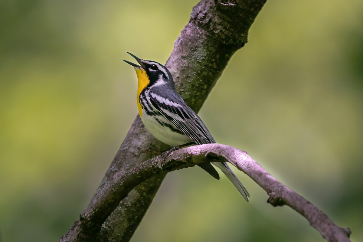 Yellow-throated Warbler - Rick Wilhoit
