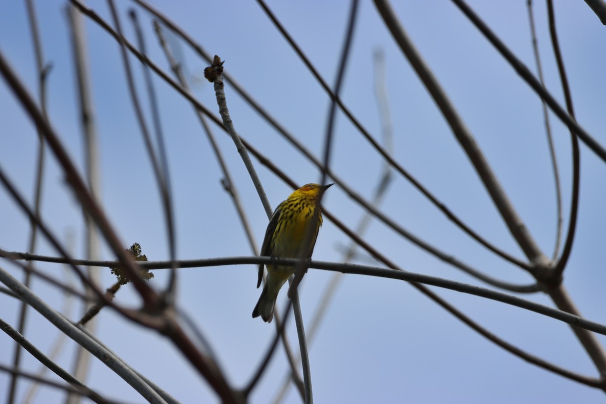 Cape May Warbler - ML618923424