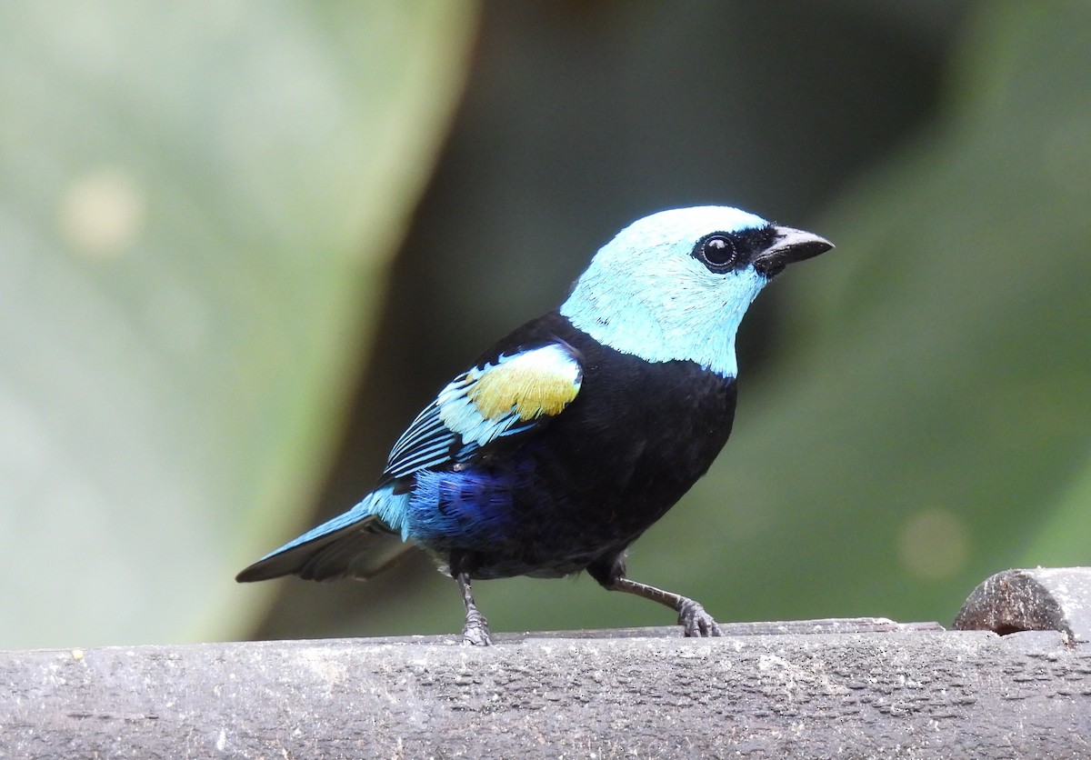 Blue-necked Tanager - Carmen  Andrade