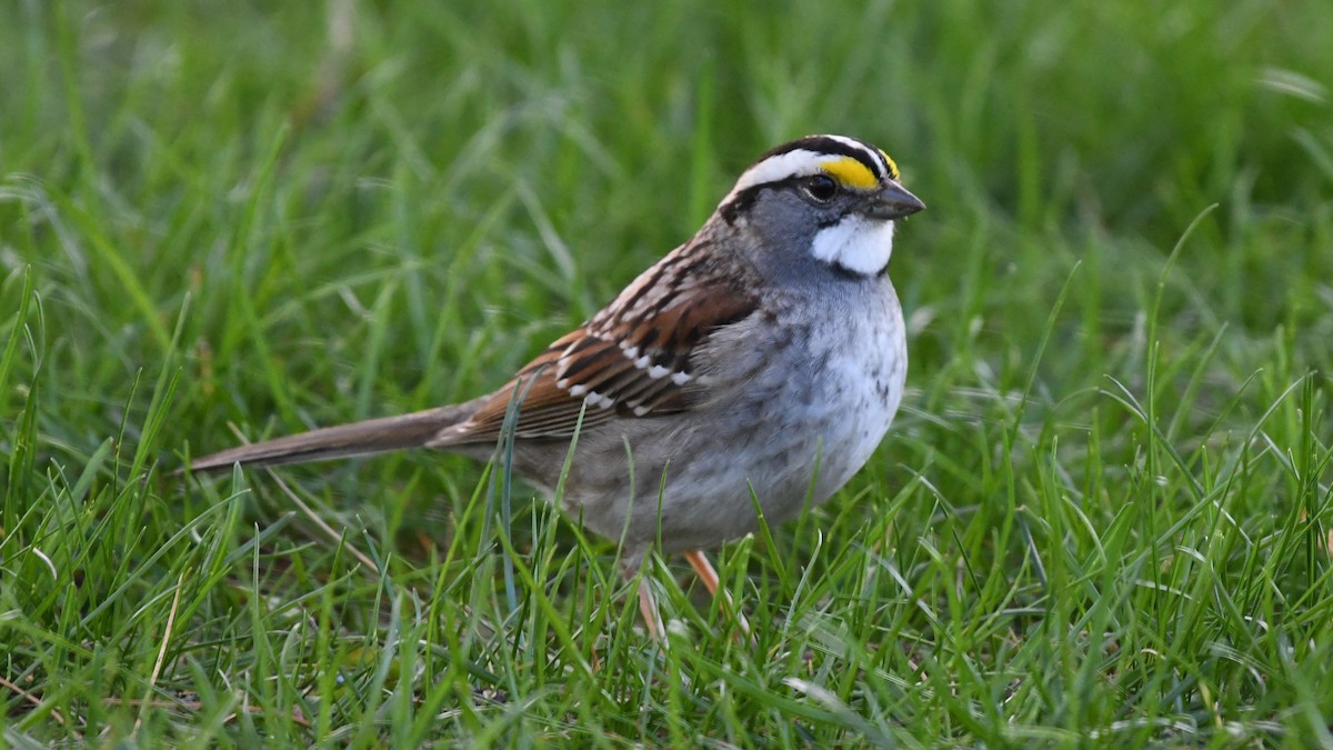White-throated Sparrow - Marc Poirier
