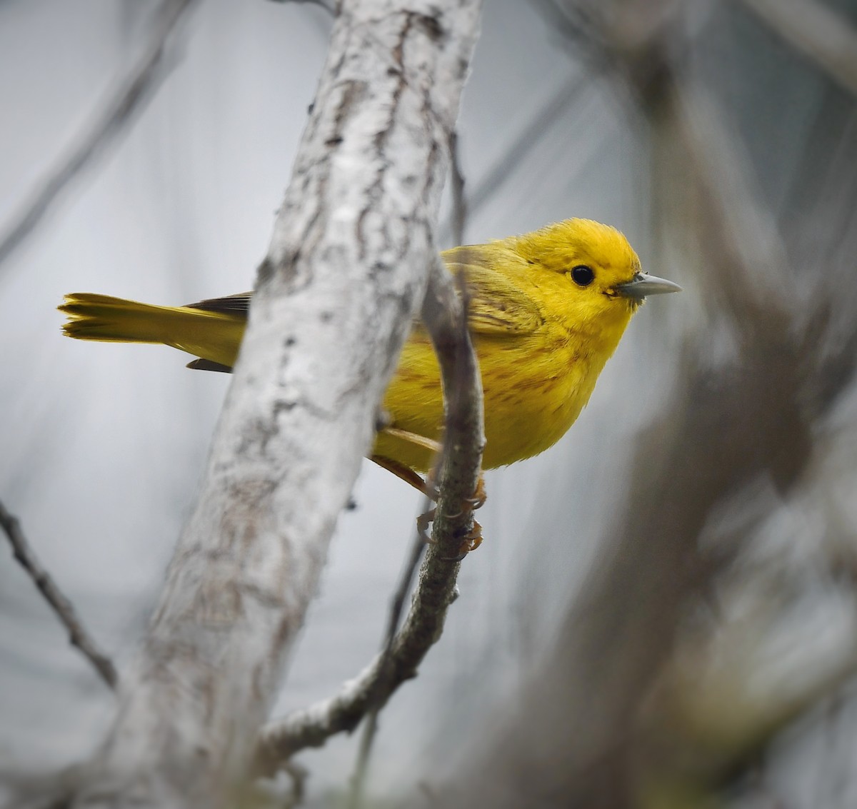 Yellow Warbler - Caleb P.