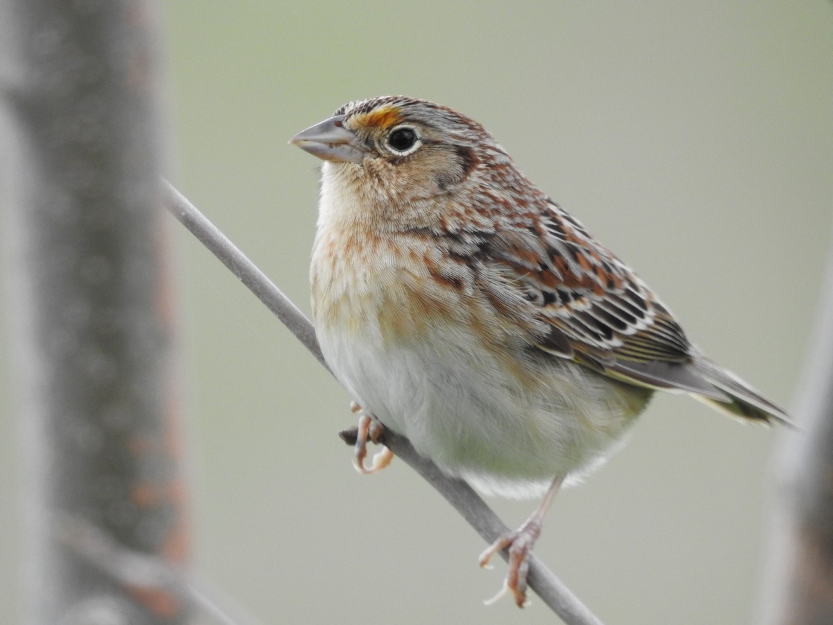 Grasshopper Sparrow - ML618923528