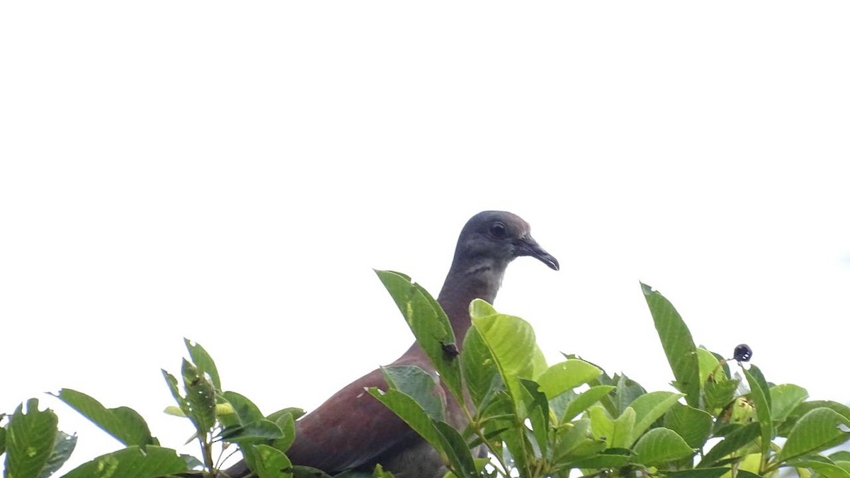 Pale-vented Pigeon - Primitivo Figueroa