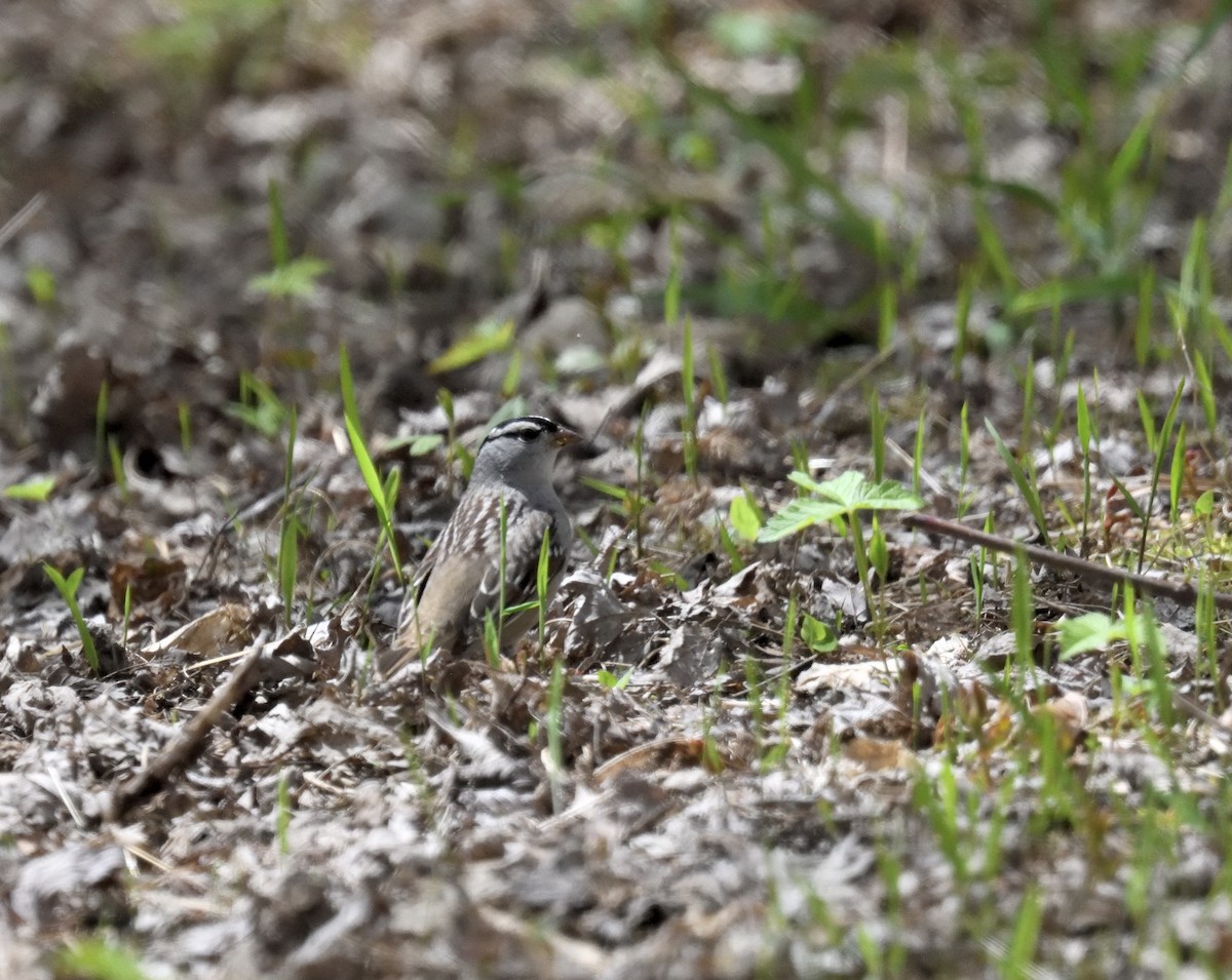 White-crowned Sparrow - FELIX-MARIE AFFA'A