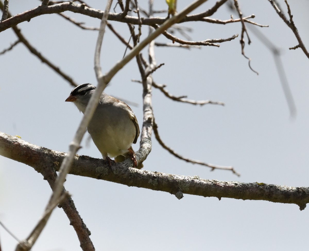 White-crowned Sparrow - FELIX-MARIE AFFA'A