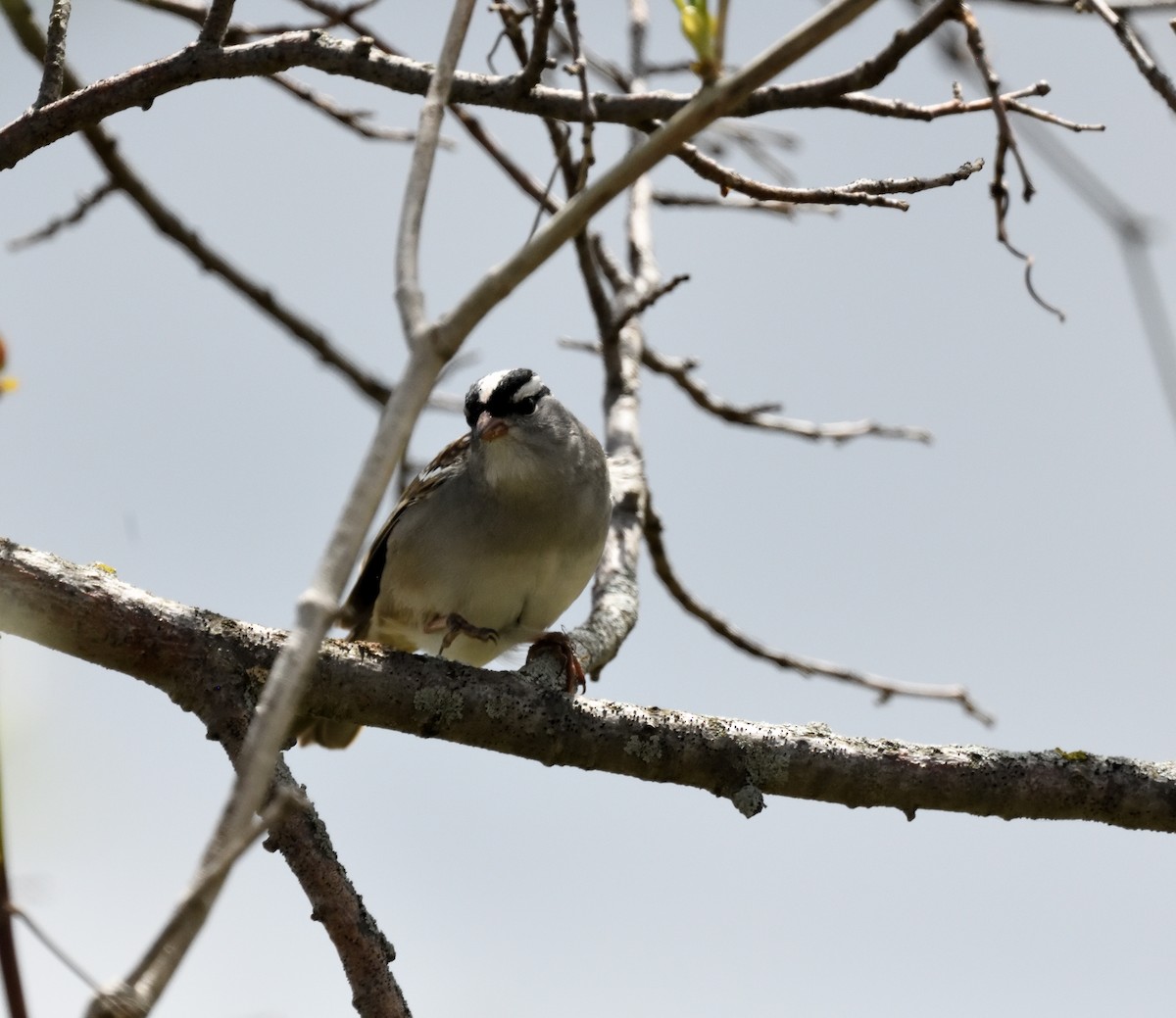 White-crowned Sparrow - ML618923537