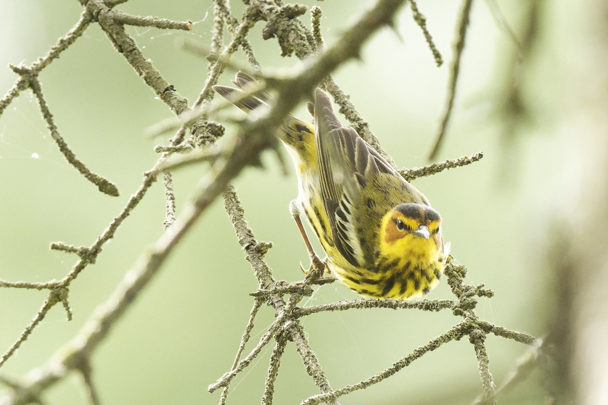 Cape May Warbler - ML618923584