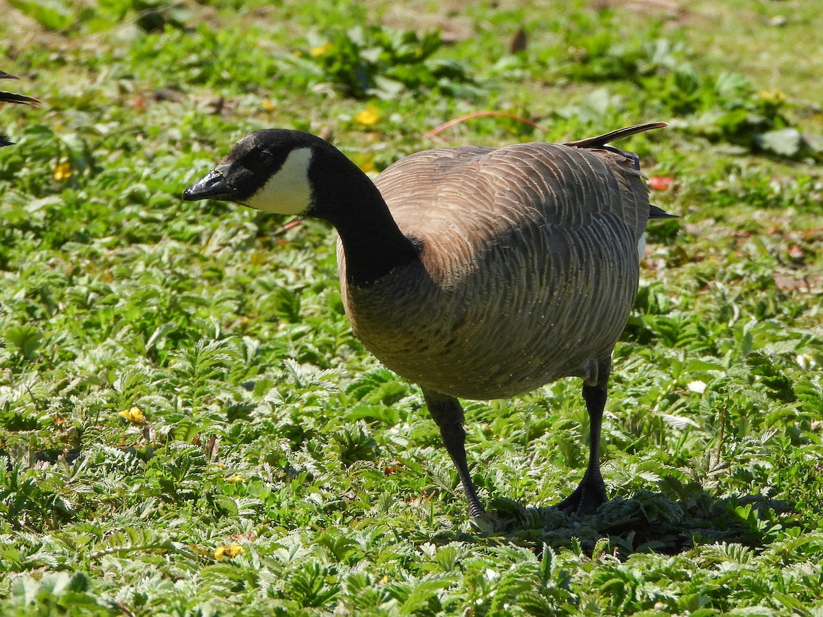 Cackling Goose (minima) - Justin Flint