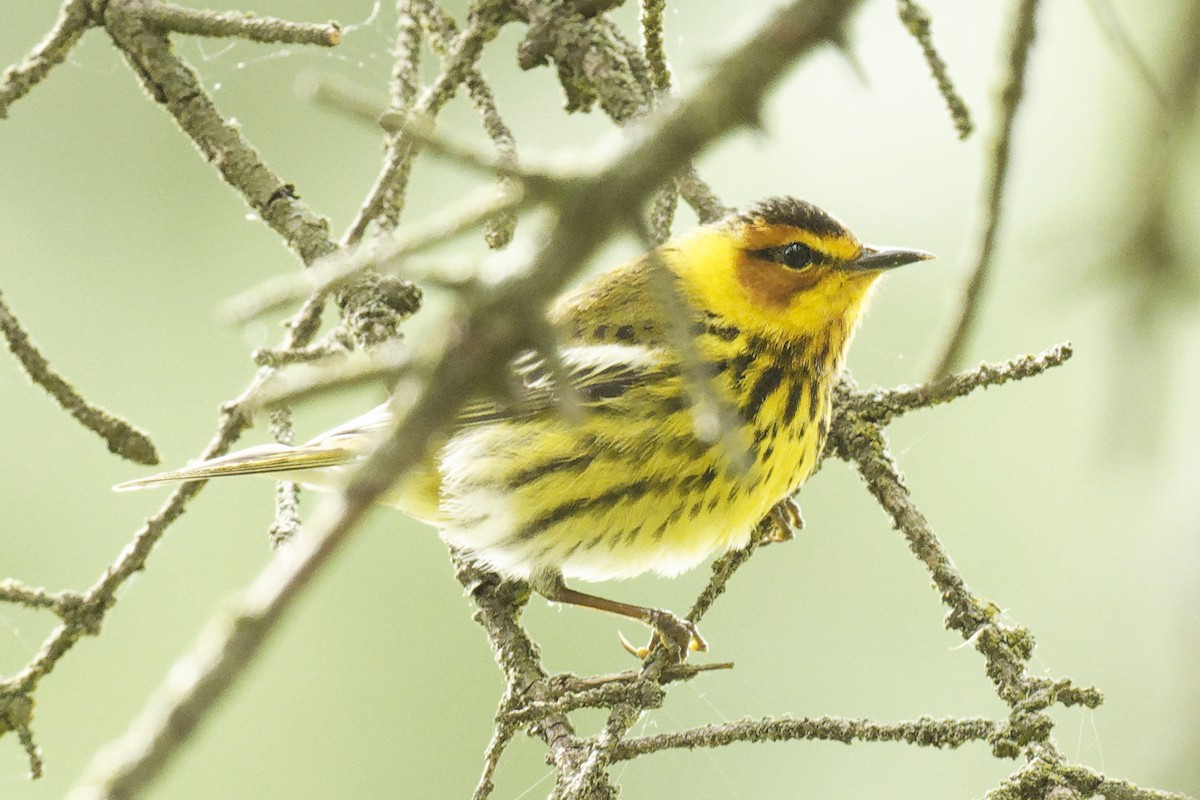 Cape May Warbler - ML618923599