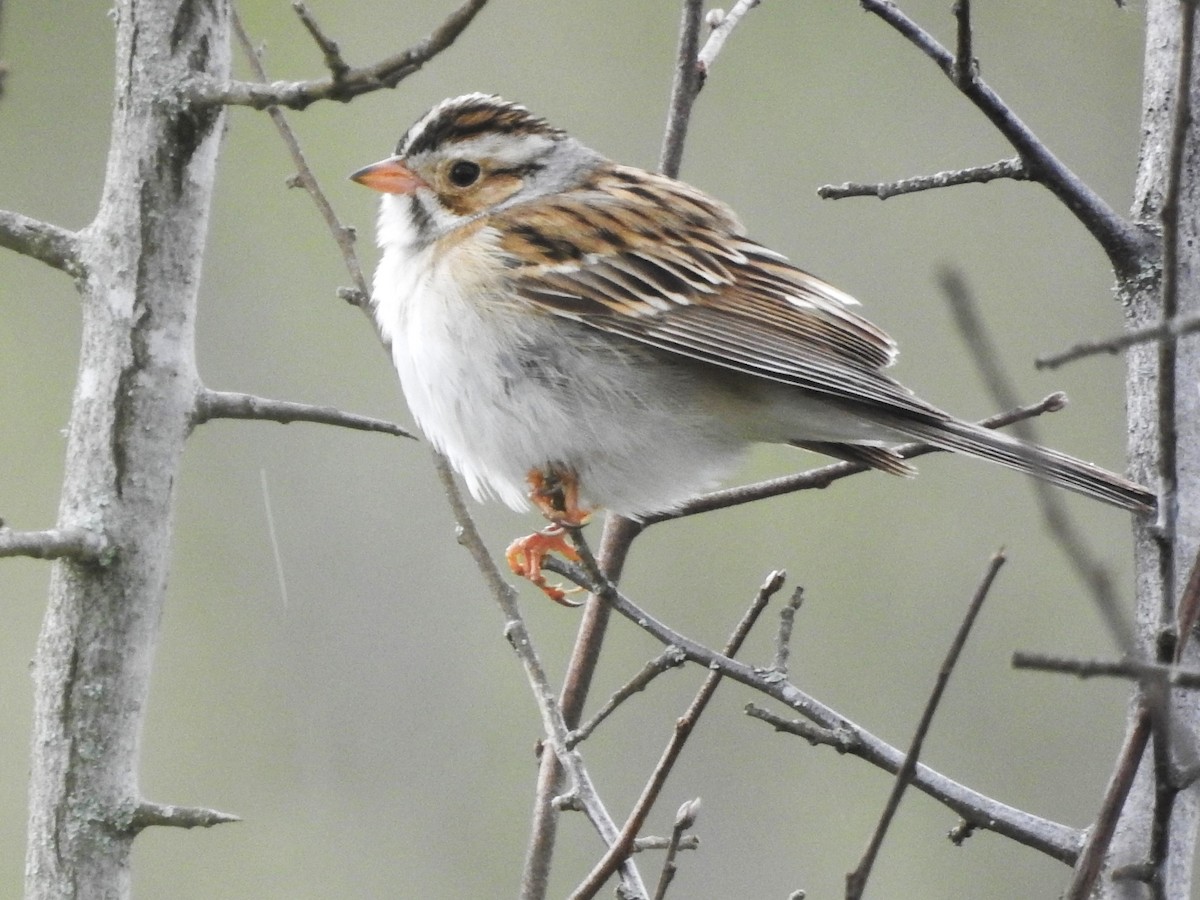 Clay-colored Sparrow - ML618923618
