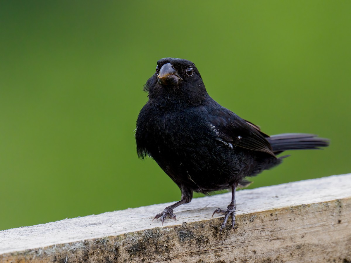 Variable Seedeater - ML618923685