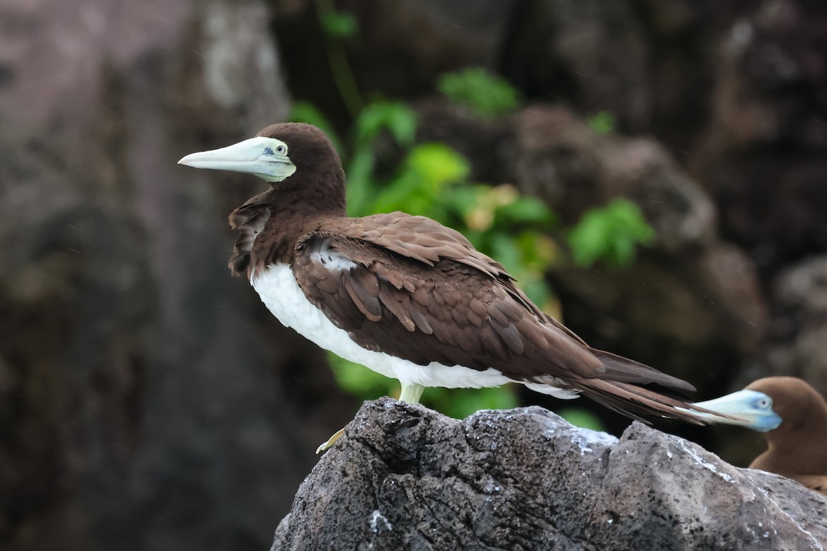 Brown Booby - ML618923691