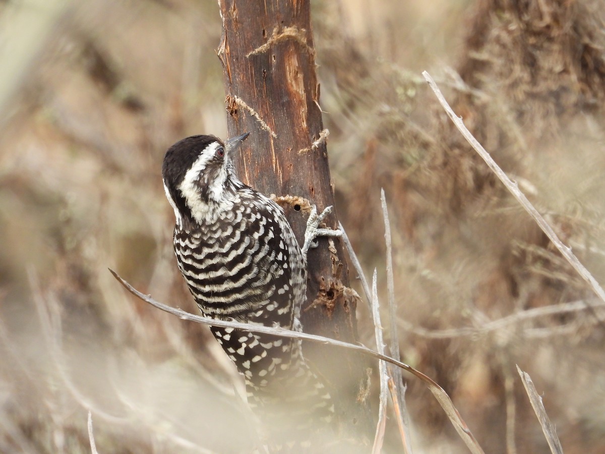 Striped Woodpecker - ML618923697