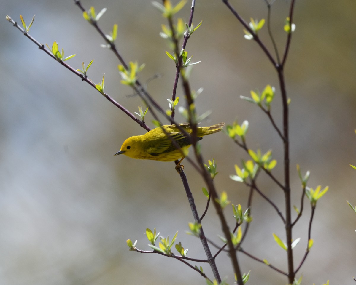 Yellow Warbler - FELIX-MARIE AFFA'A