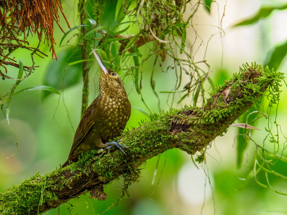 Spotted Woodcreeper - ML618923735